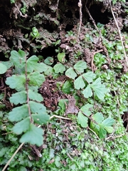 Asplenium trichomanes