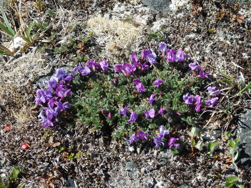 Image of Oxytropis czukotica by no rights reserved