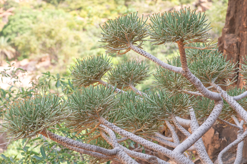 Euphorbia arbuscula, photograph 3