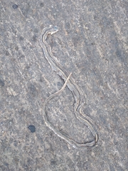 Philodryas chamissonis