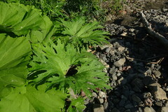 Petasites tatewakianus
