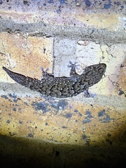 Chondrodactylus turneri