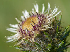 Carlina acaulis