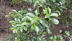 Ilex integra