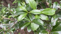 Ilex integra