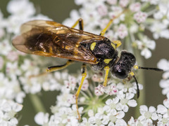 Tenthredo schaefferi