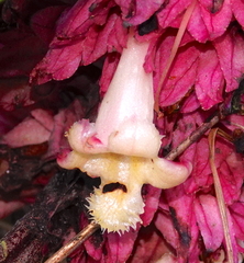 Drymonia turrialvae