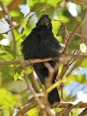 Cyanoloxia brissonii