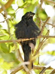 Cyanoloxia brissonii