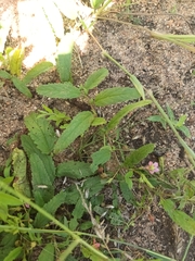 Hermannia quartiniana