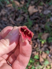 Bignonia capreolata