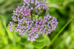 Hylotelephium telephium