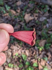 Bignonia capreolata