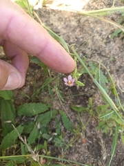 Hermannia quartiniana