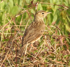 Anthus richardi