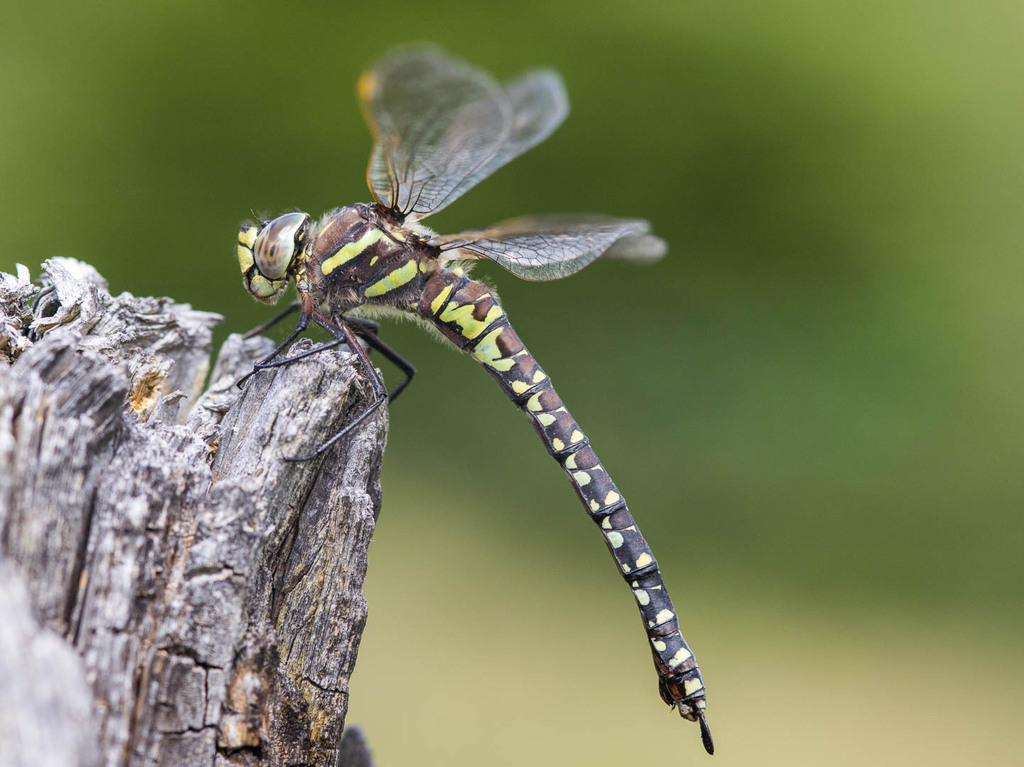 Sedge Darner