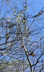 Bignonia capreolata