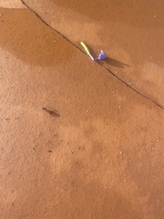 Odontomachus ruginodis