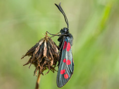 Zygaena filipendulae