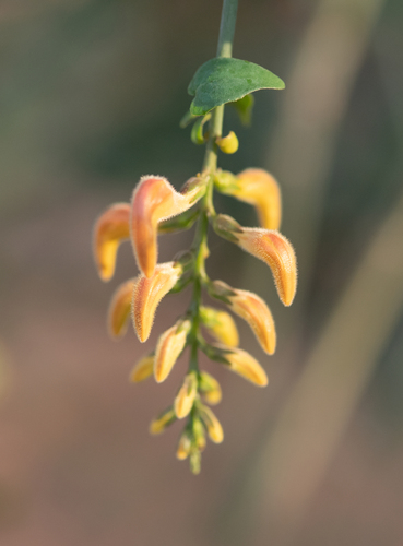 Angkalanthus oligophylla image