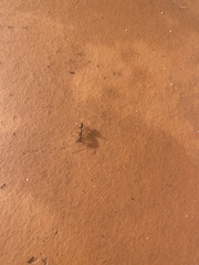 Odontomachus ruginodis