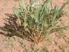 Galegeae