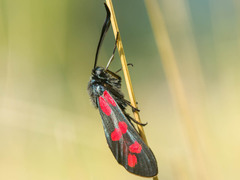 Zygaena filipendulae