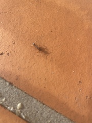 Odontomachus ruginodis