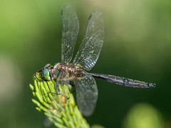 Somatochlora arctica