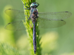 Somatochlora alpestris