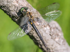 Somatochlora arctica
