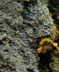 Fuscopannaria sorediata