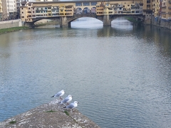 Chroicocephalus ridibundus