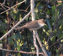 Acrocephalus stentoreus