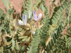 Galegeae