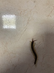 Scolopendra cingulata