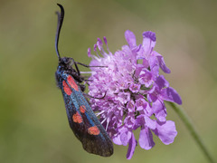 Zygaena lonicerae
