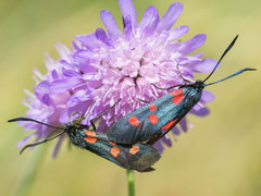 Zygaena lonicerae