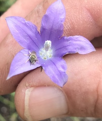 Wahlenbergia undulata