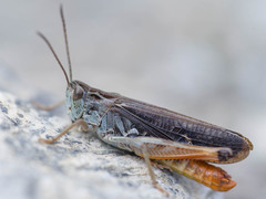 Stenobothrus rubicundulus