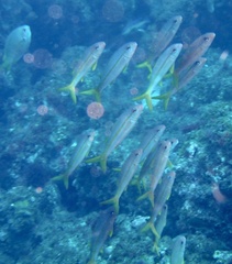 Mulloidichthys martinicus