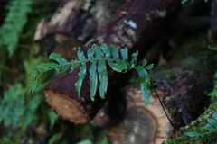 Polypodium macaronesicum azoricum