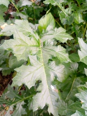 Acanthus