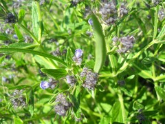 Nepeta ucranica