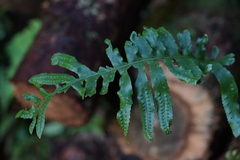 Polypodium macaronesicum azoricum