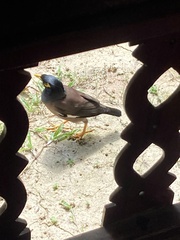 Acridotheres tristis