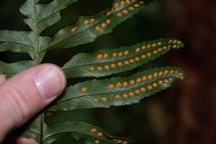 Polypodium macaronesicum azoricum