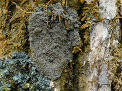 Fuscopannaria sorediata