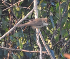 Acrocephalus stentoreus