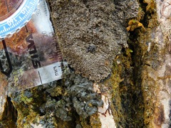 Fuscopannaria sorediata